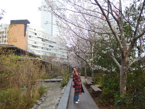 赤坂インターシティエアーの桜