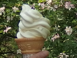 小石川植物園のソフトクリームの巻き方が下手
