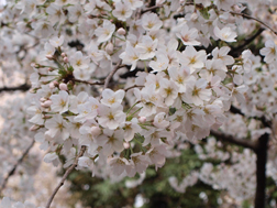 2012年の開花は4/3。満開予報日は4/8